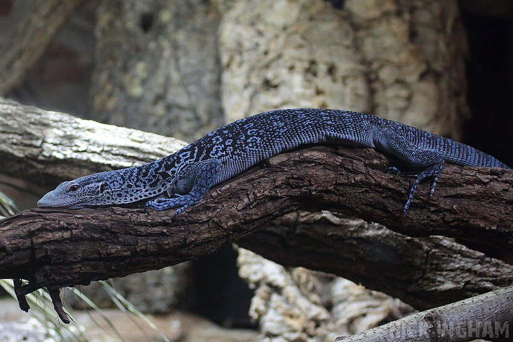 Blue Tree Monitor