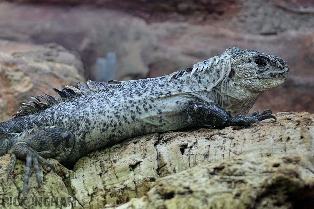 Utila Spiny-tailed Iguana