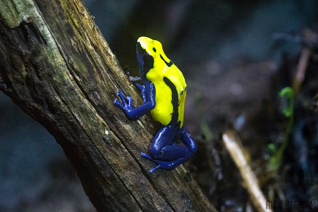 Poison Arrow Frog