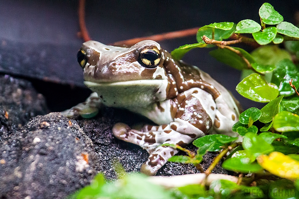 Amazon Milk Frog