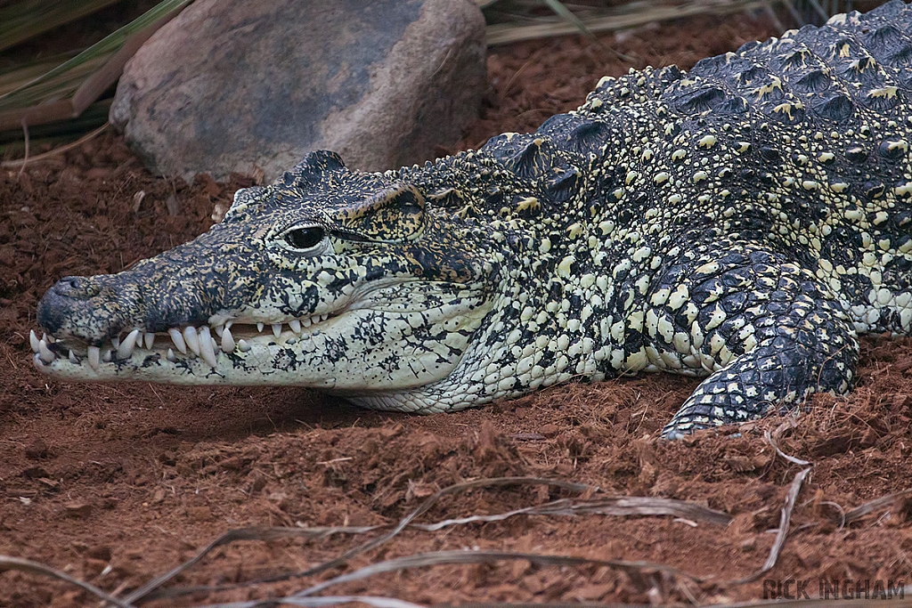 Cuban Crocodile