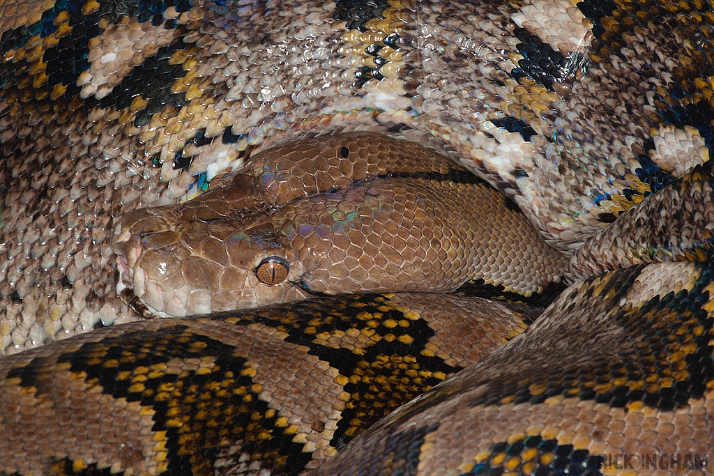 Indian Python