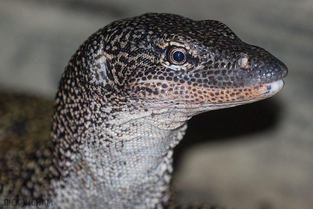 Mangrove Monitor