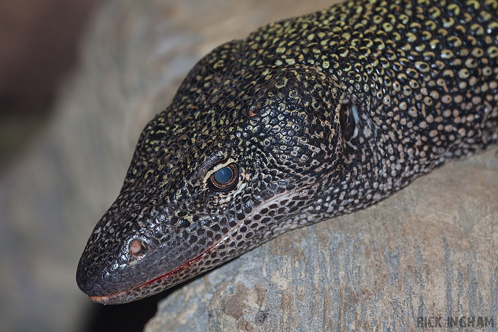 Mangrove Monitor