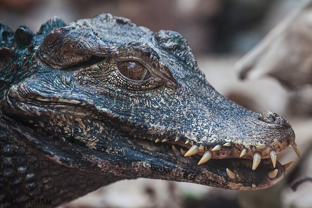 Dwarf Caiman Crocodile