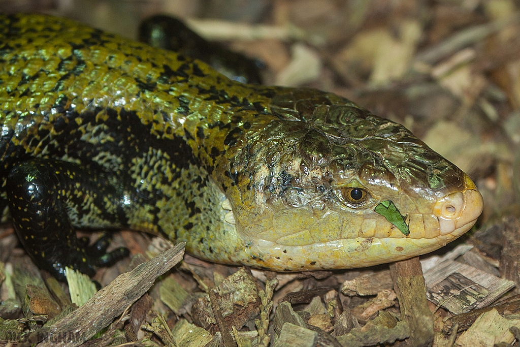 Blue Tongued Skink