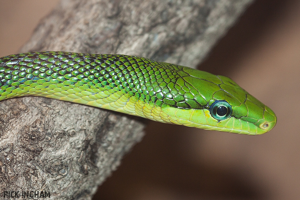 Rat Tailed Snake