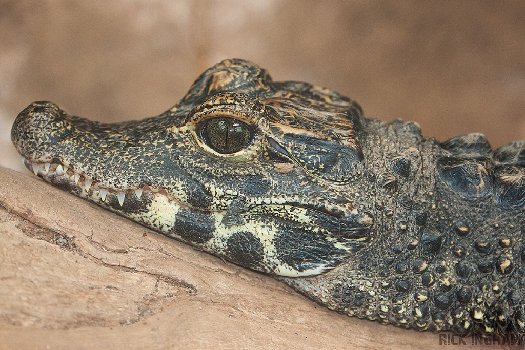 Dwarf Caiman Crocodile