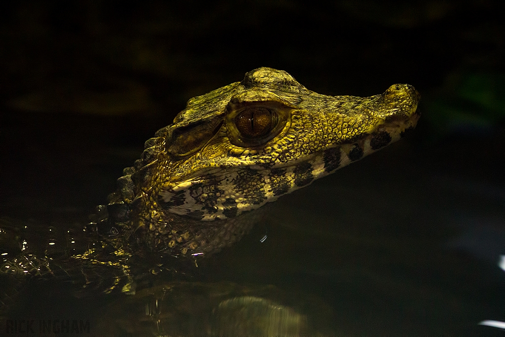 Dwarf Caiman Crocodile