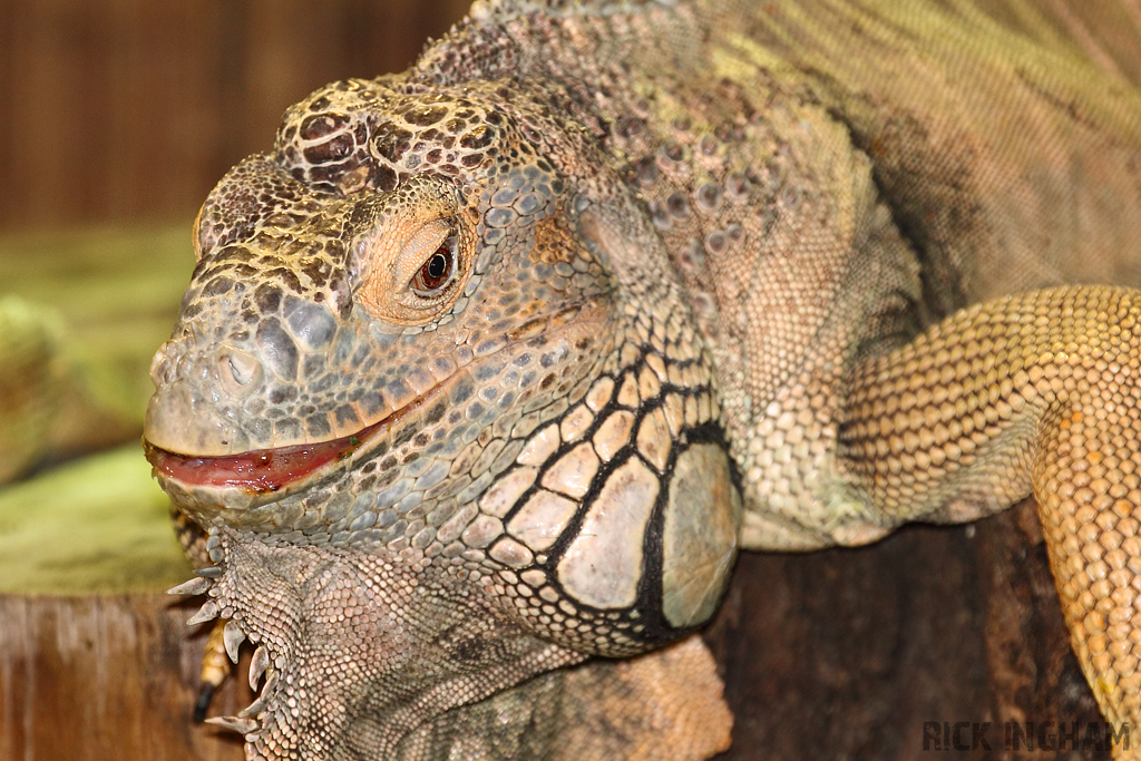 Green Iguana