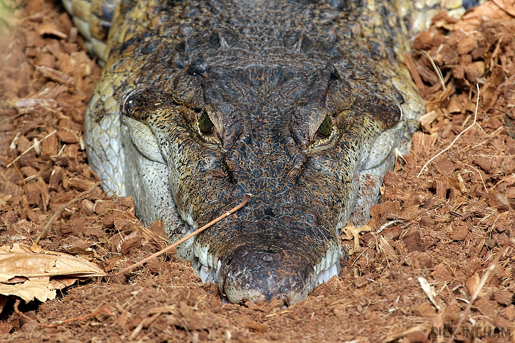 Cuban Crocodile