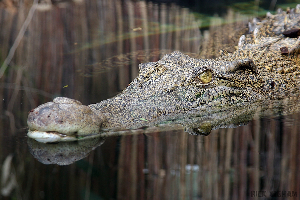 Saltwater Crocodile