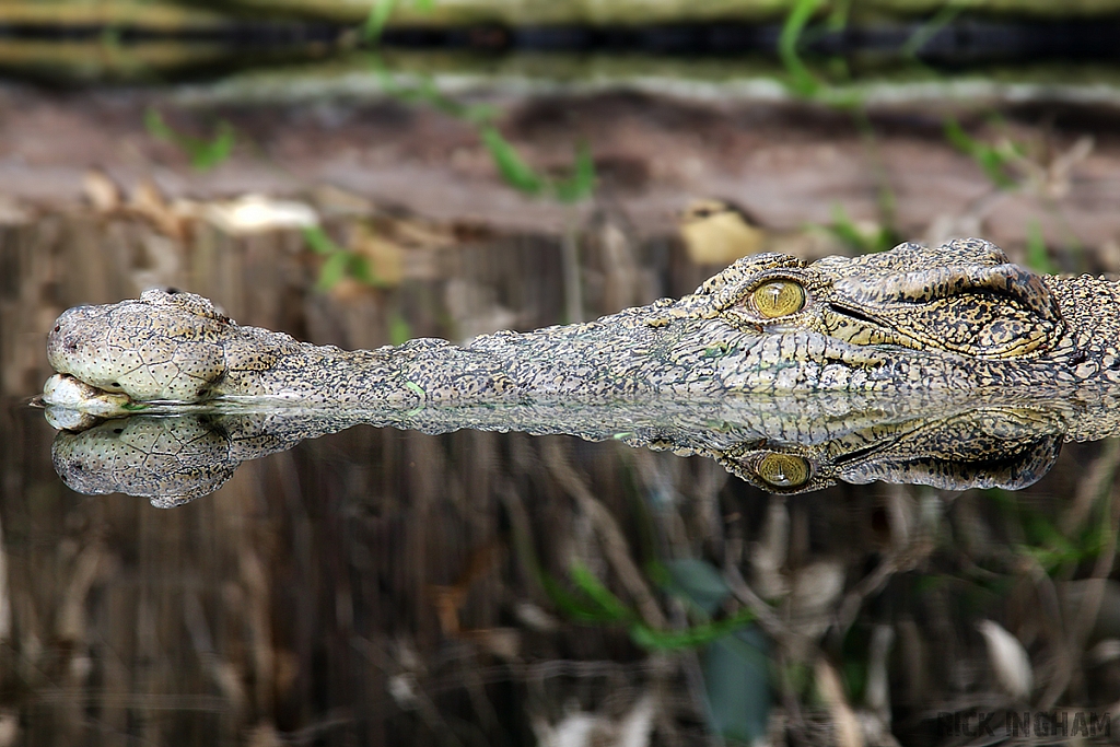 Saltwater Crocodile