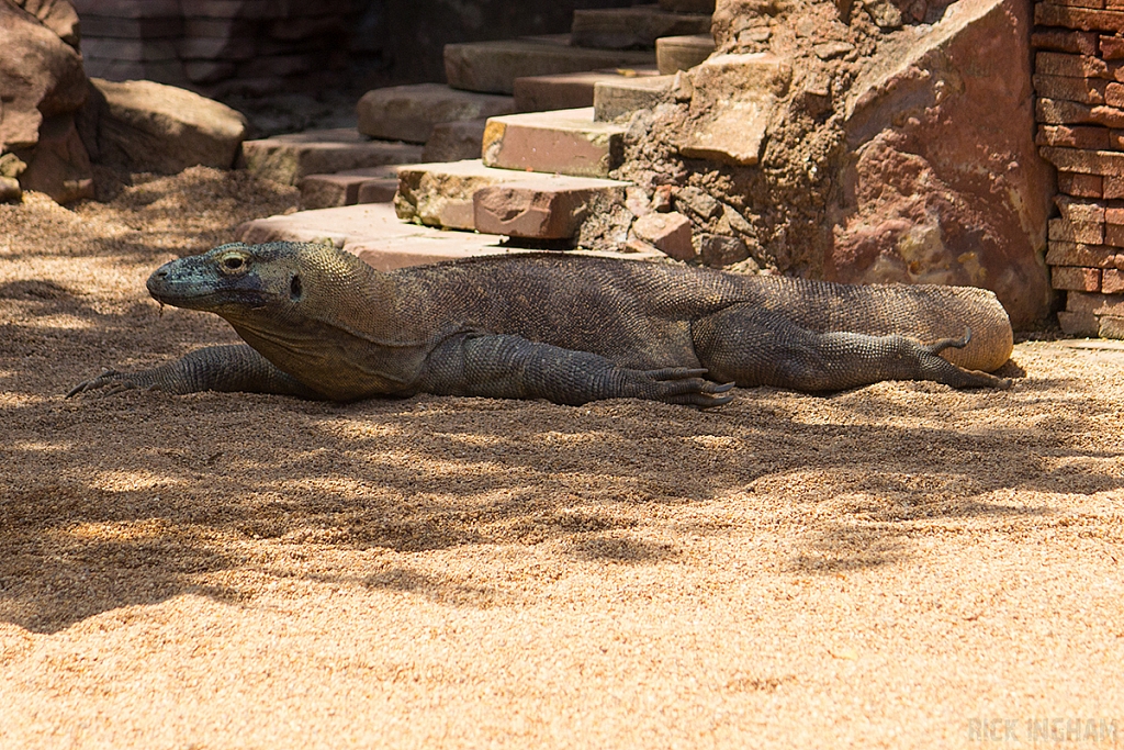 Komodo Dragon