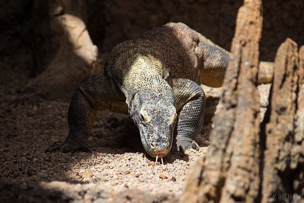 Komodo Dragon