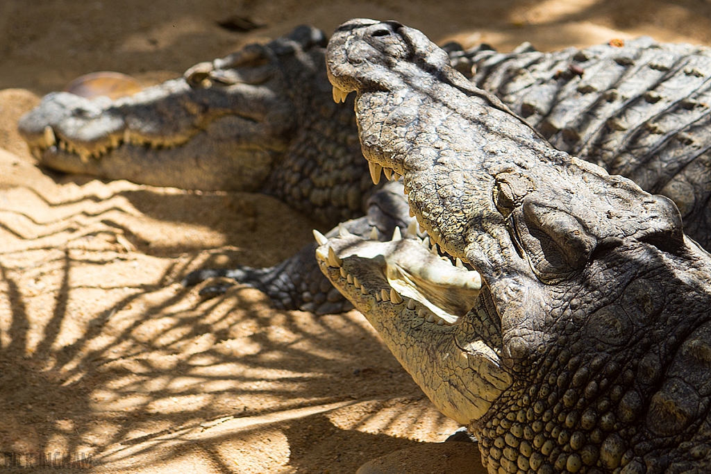 Nile Crocodile