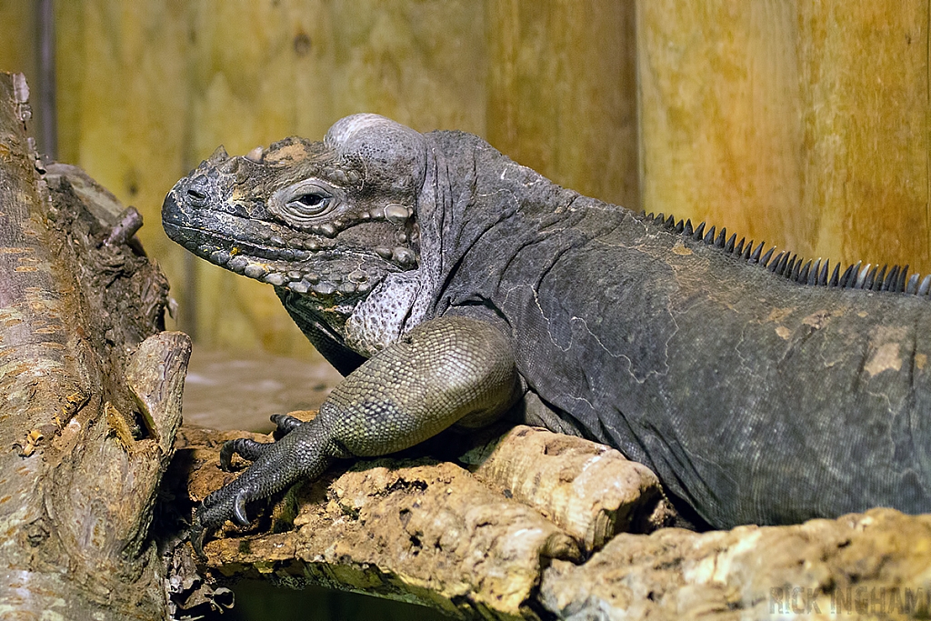 Rhinoceros Iguana