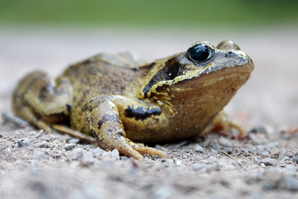 Common Frog