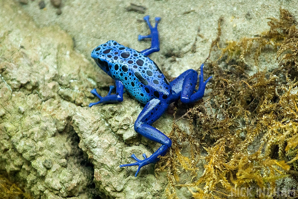 Poison Arrow Frog