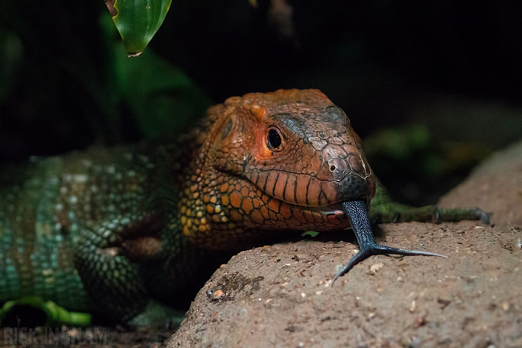 Caiman Lizard