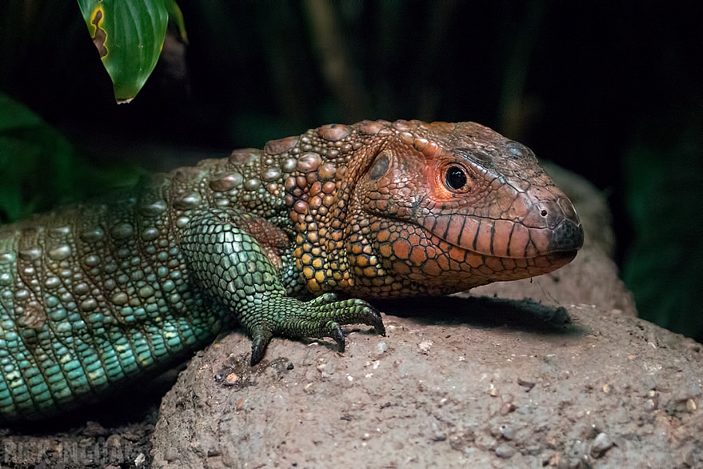 Caiman Lizard