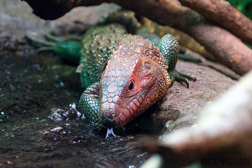 Caiman Lizard