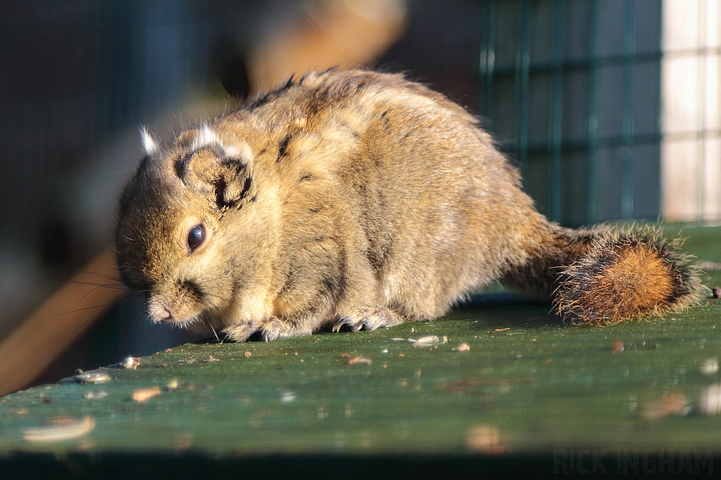 Tamiops Squirrel