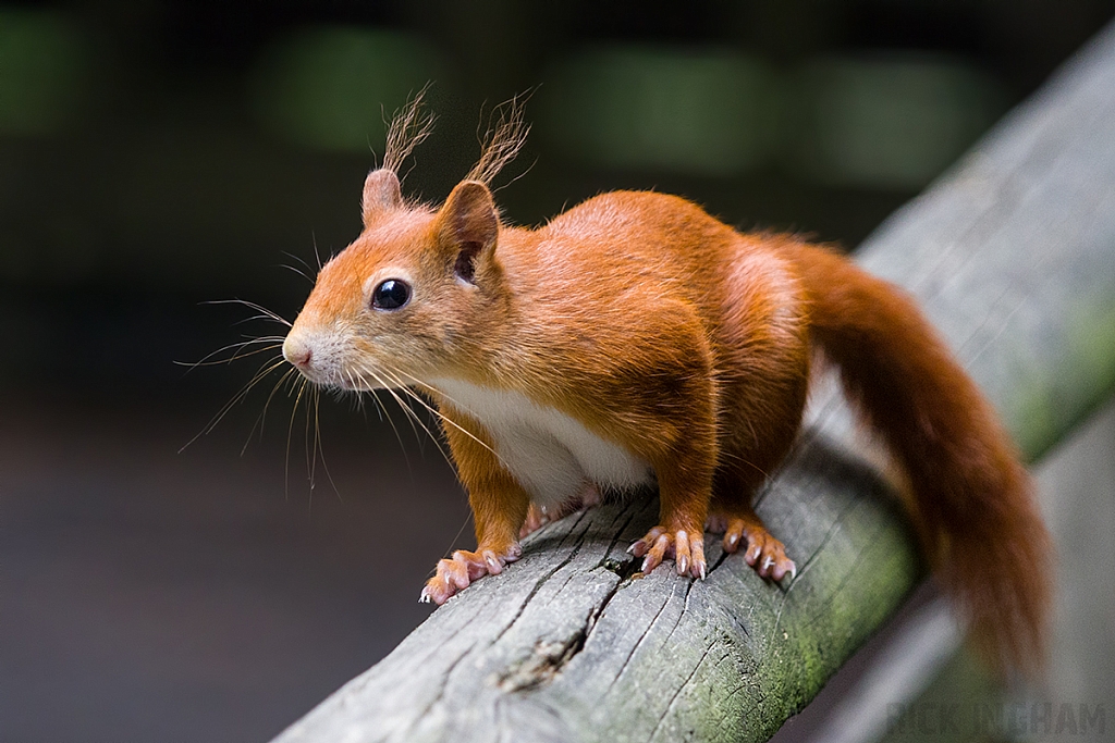 Red Squirrel