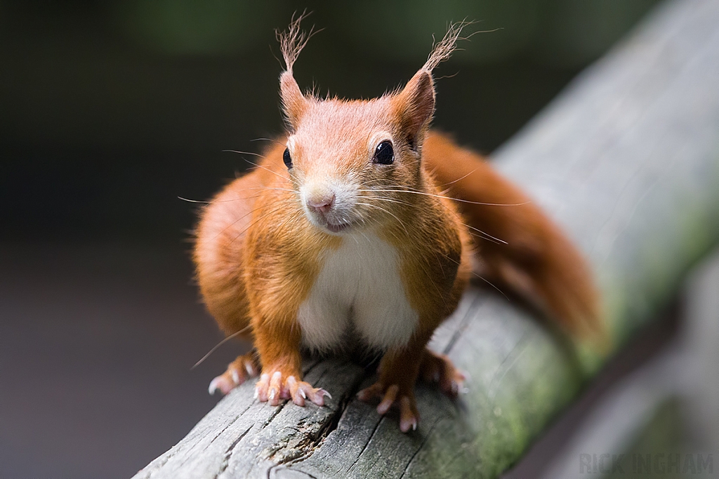 Red Squirrel