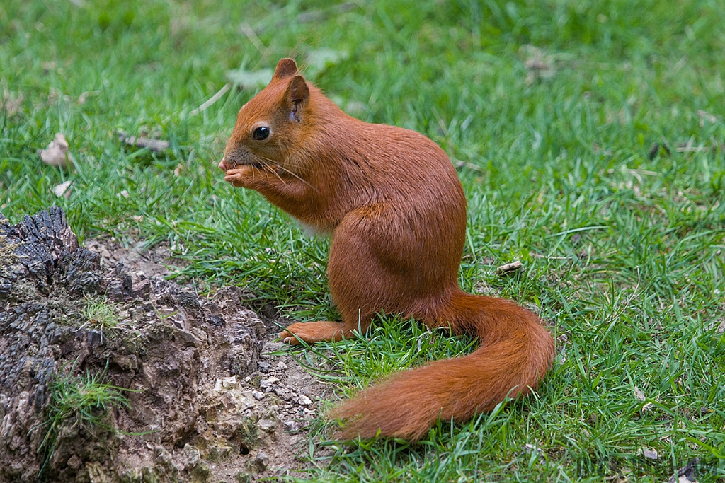 Red Squirrel