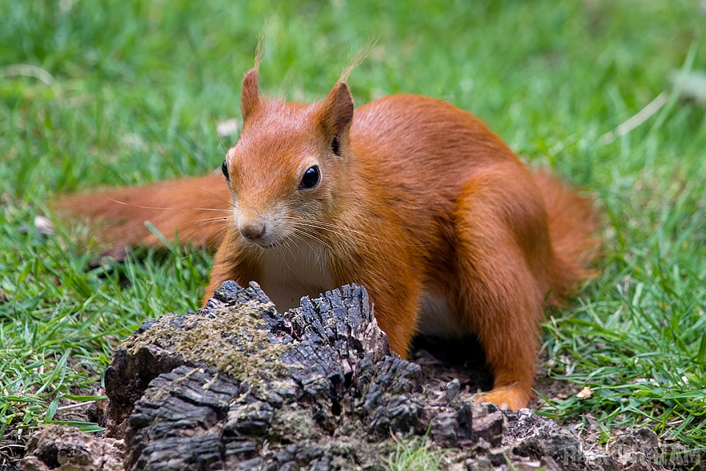 Red Squirrel