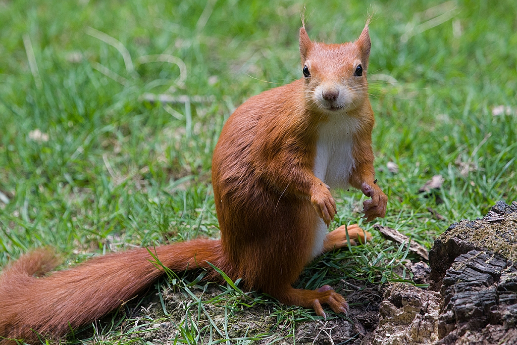 Red Squirrel