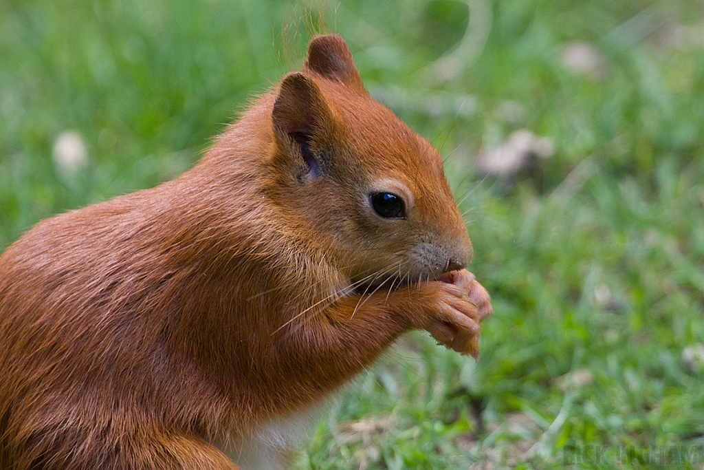 Red Squirrel
