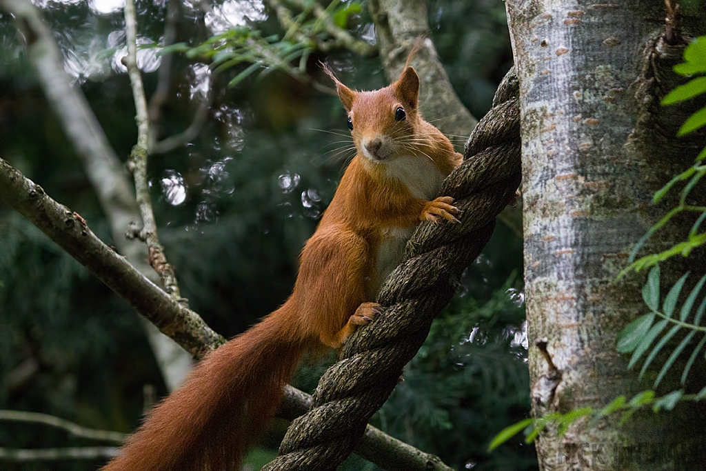 Red Squirrel
