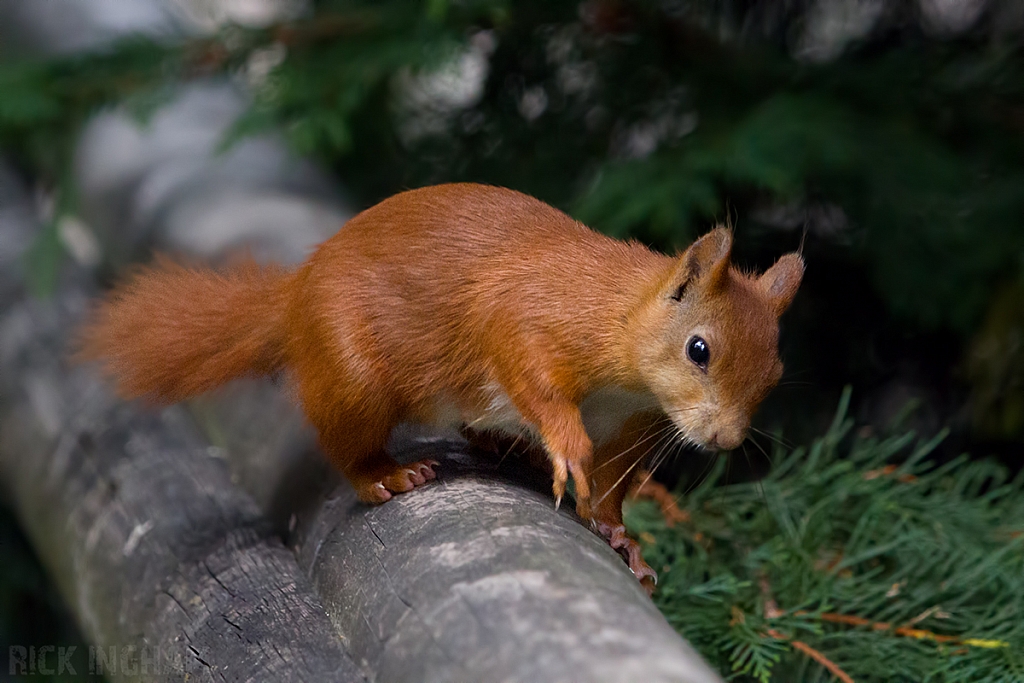 Red Squirrel
