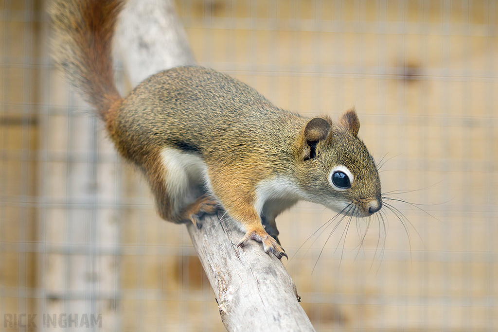 American Red Squirrel