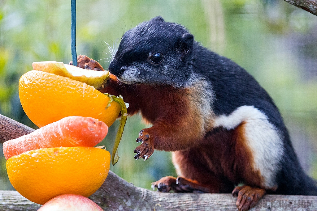 Prevost's Squirrel