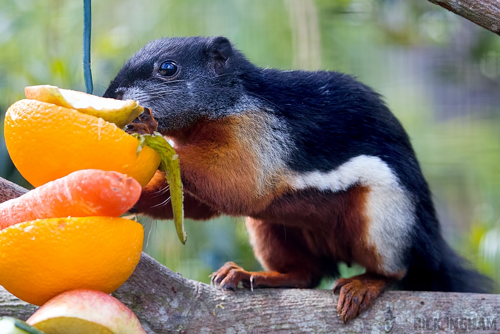 Prevost's Squirrel