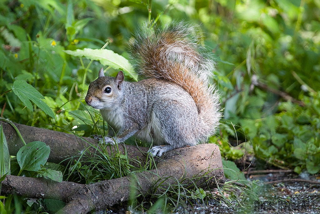 Grey Squirrel