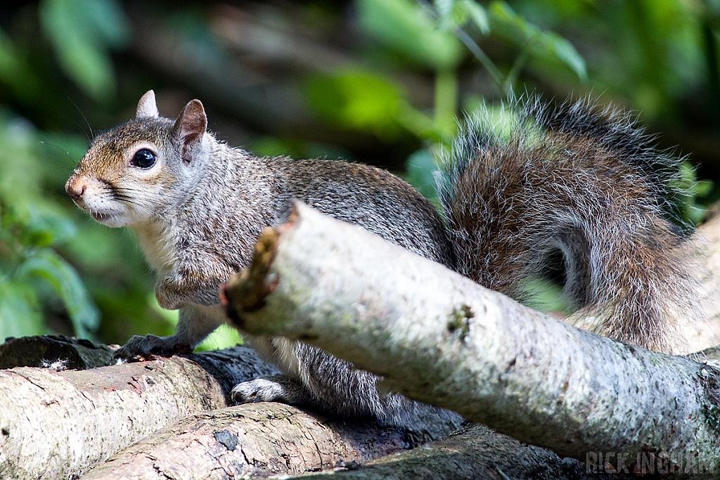 Grey Squirrel