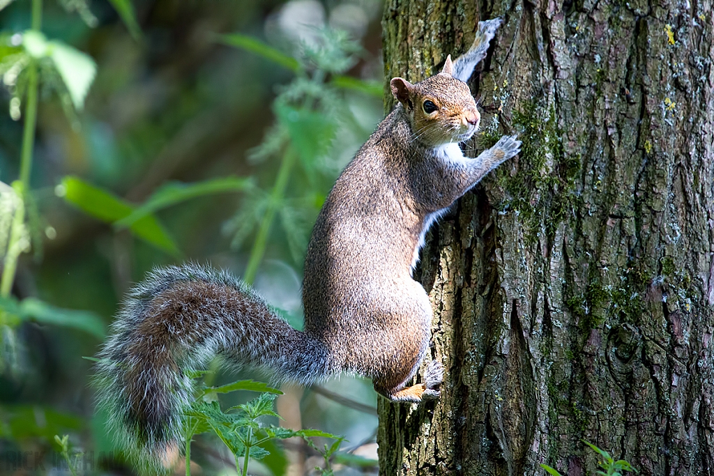 Grey Squirrel
