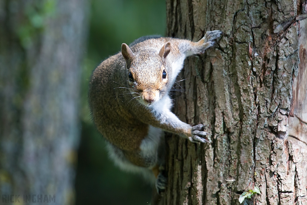 Grey Squirrel