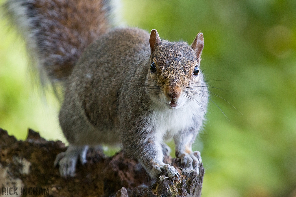Grey Squirrel