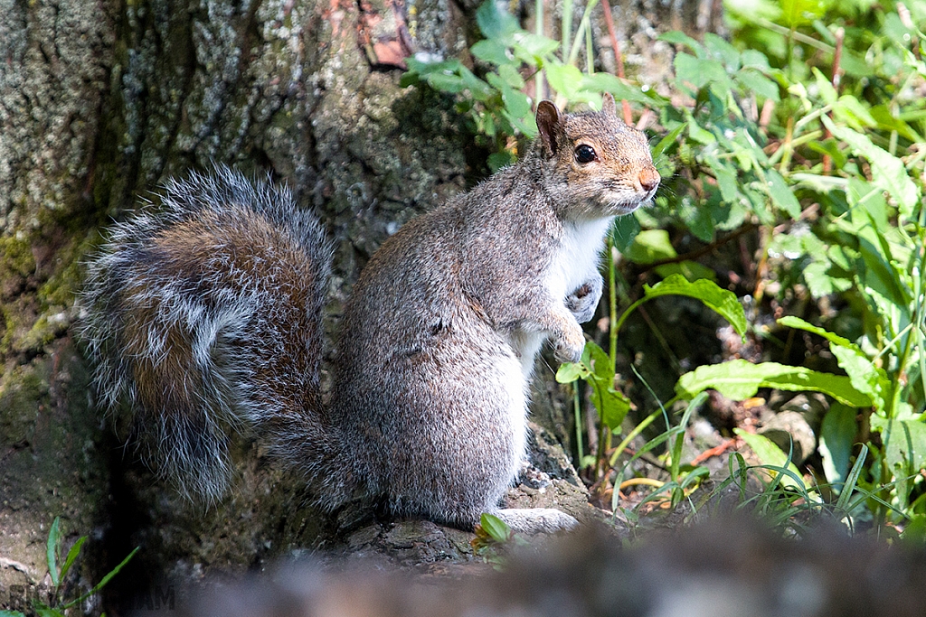 Grey Squirrel