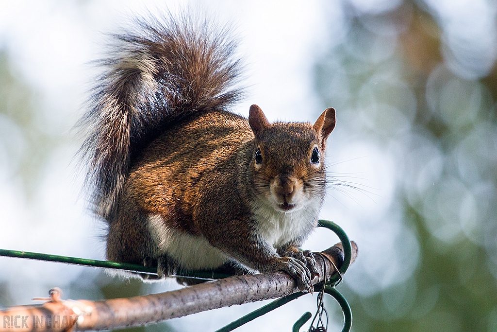 Grey Squirrel