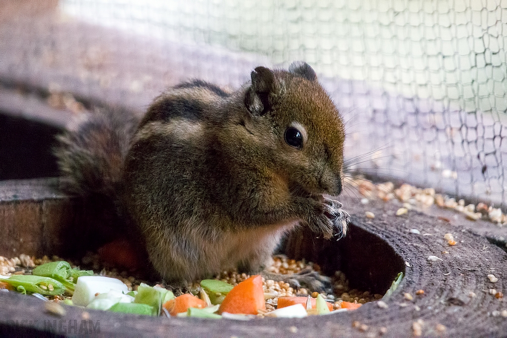 Swinhoe's Striped Squirrel