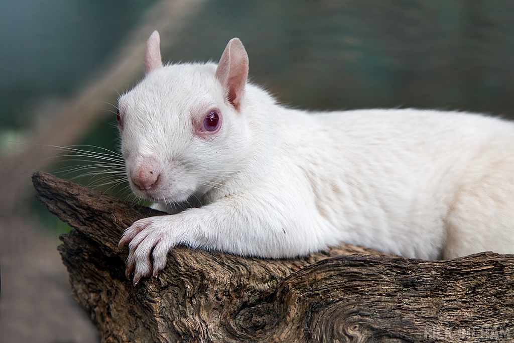 Albino Grey Squirrel