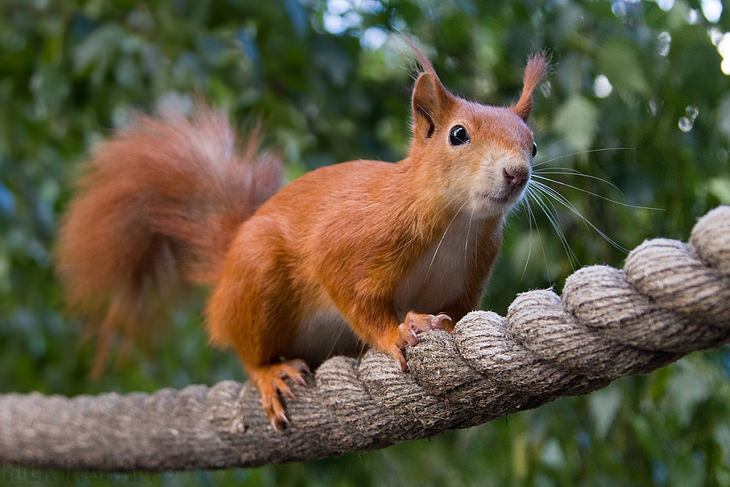 Red Squirrel