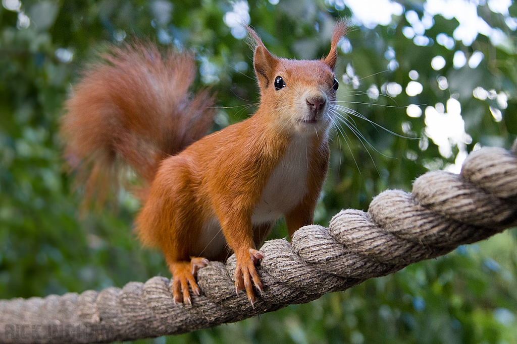 Red Squirrel