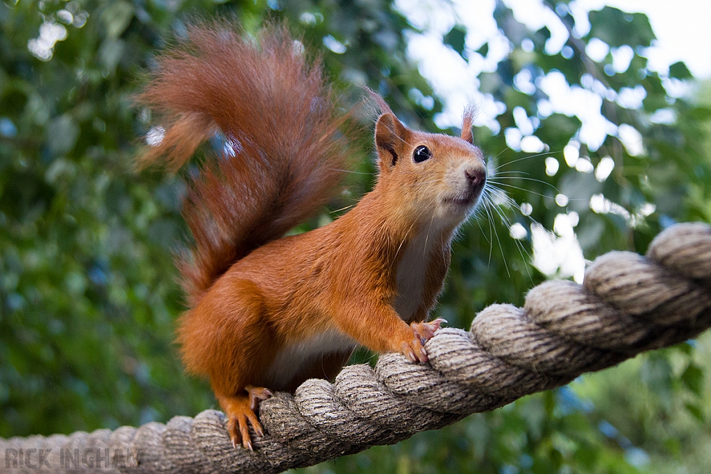 Red Squirrel